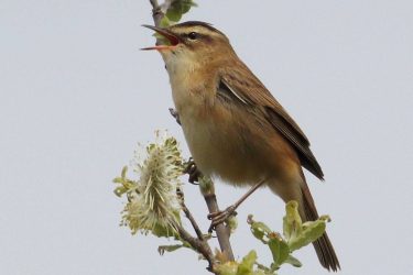 Sedge Warbler singing on a willow twig, Devon