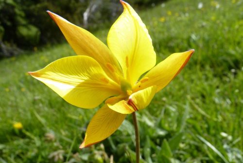 Tulipa-sylvestris-Vercors